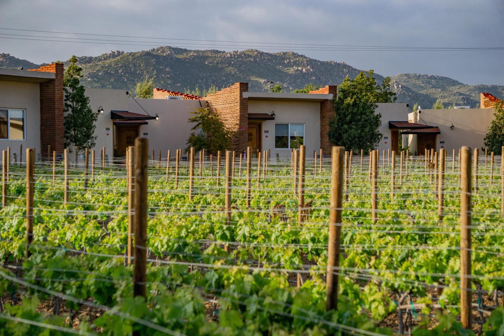 Ojo Azul Resort Valle de Guadalupe Dış mekan fotoğraf