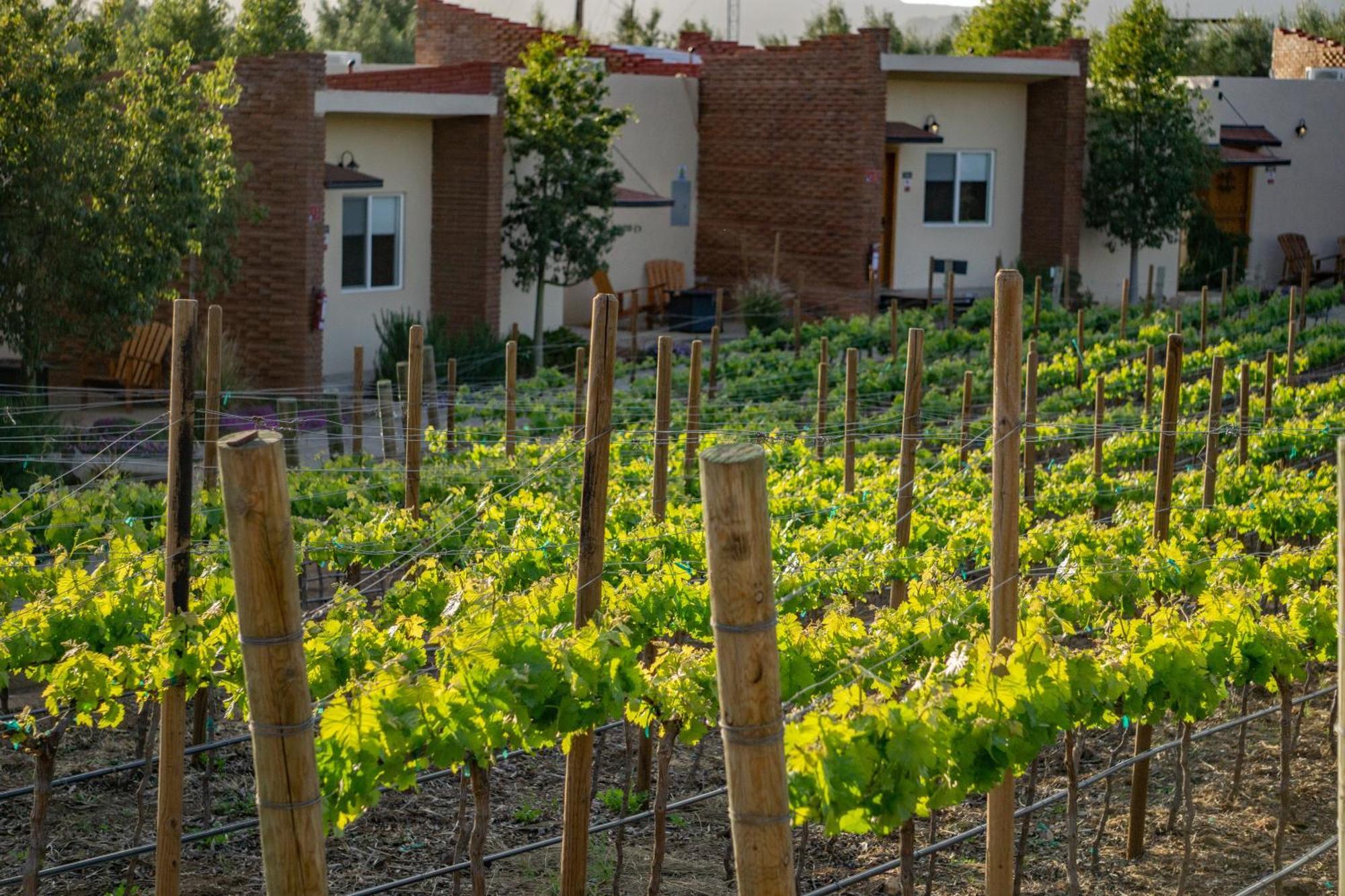 Ojo Azul Resort Valle de Guadalupe Dış mekan fotoğraf