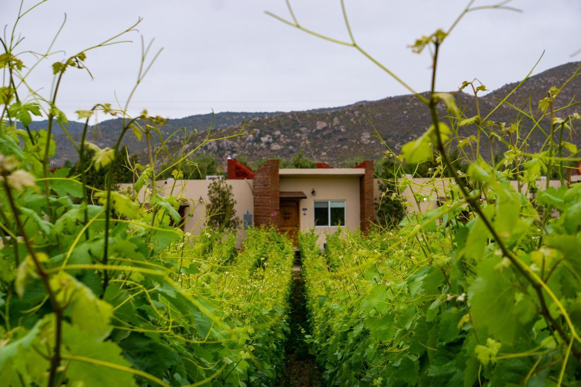 Ojo Azul Resort Valle de Guadalupe Dış mekan fotoğraf