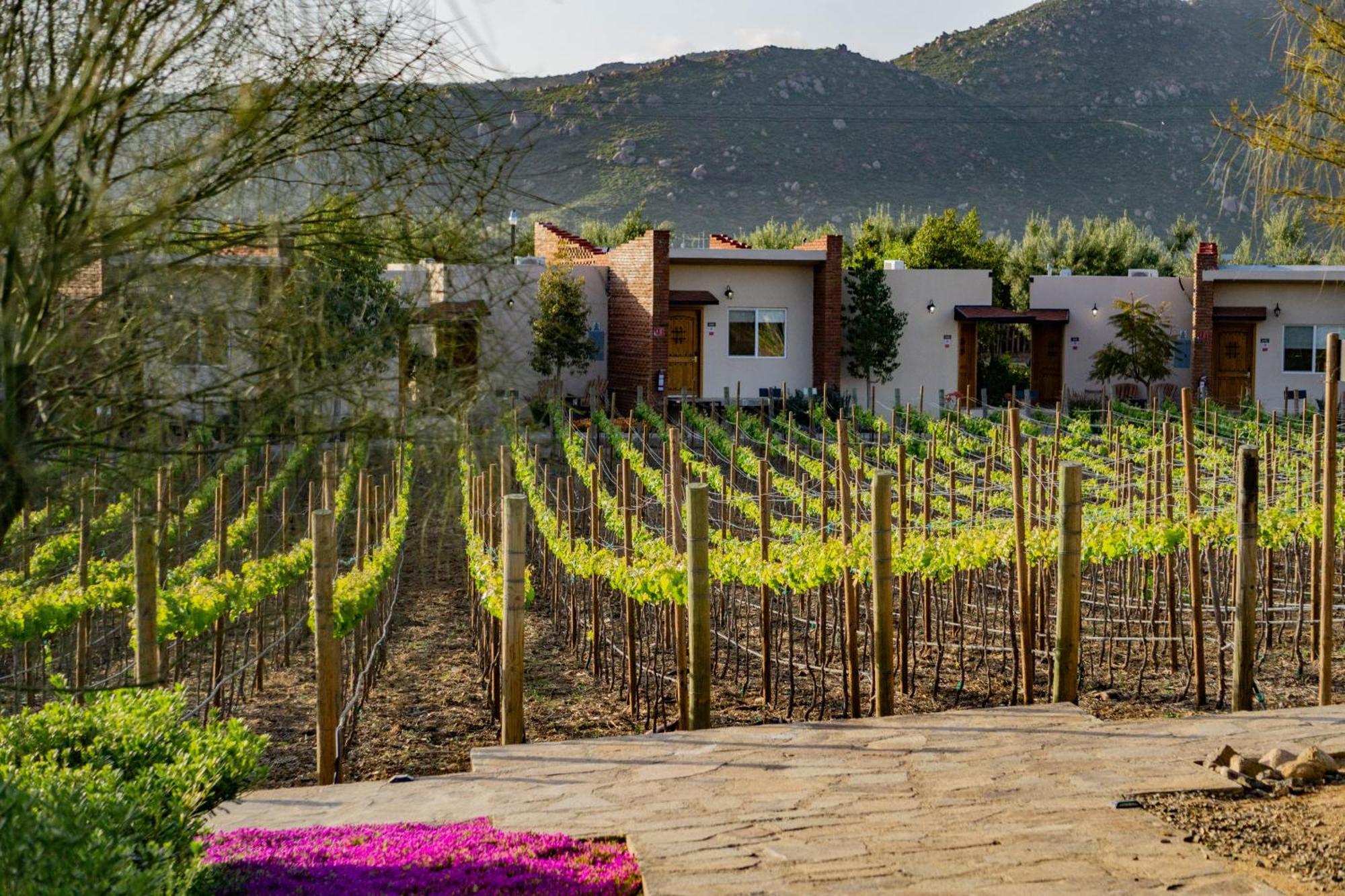 Ojo Azul Resort Valle de Guadalupe Dış mekan fotoğraf